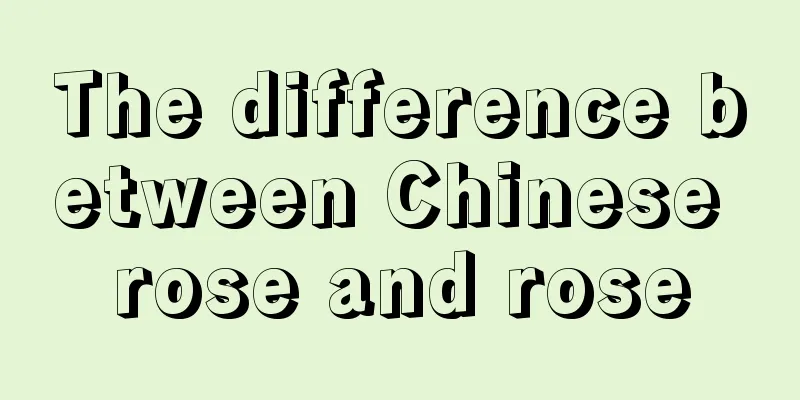 The difference between Chinese rose and rose