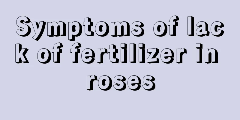 Symptoms of lack of fertilizer in roses