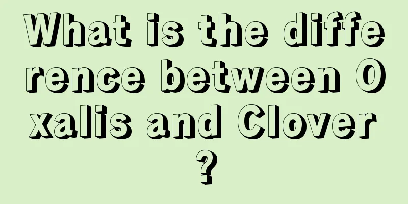 What is the difference between Oxalis and Clover?