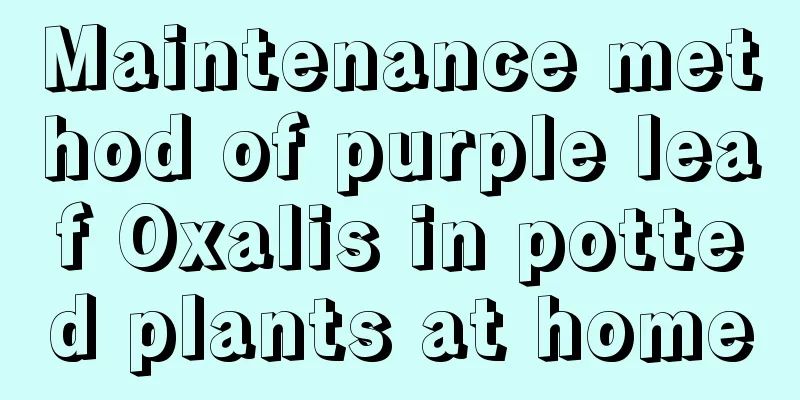 Maintenance method of purple leaf Oxalis in potted plants at home