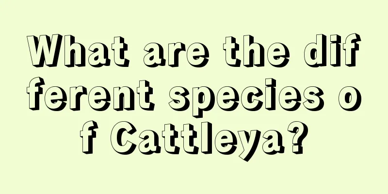 What are the different species of Cattleya?