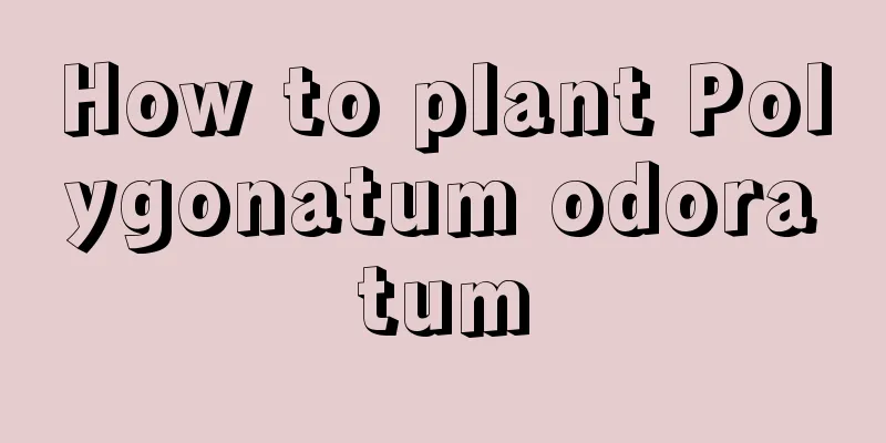 How to plant Polygonatum odoratum