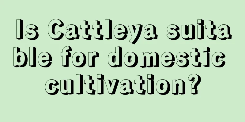 Is Cattleya suitable for domestic cultivation?