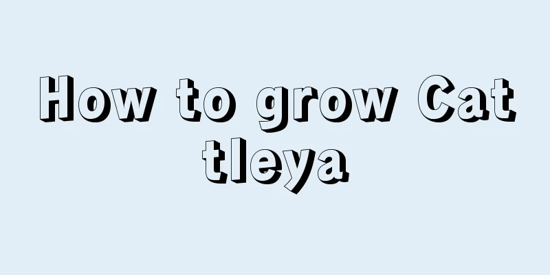 How to grow Cattleya