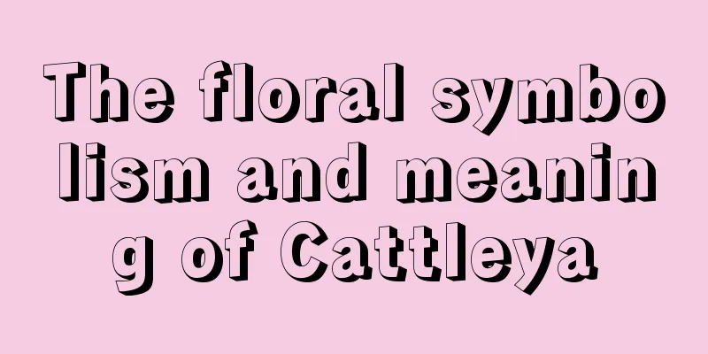 The floral symbolism and meaning of Cattleya