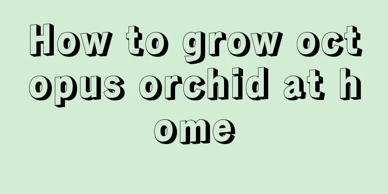 How to grow octopus orchid at home