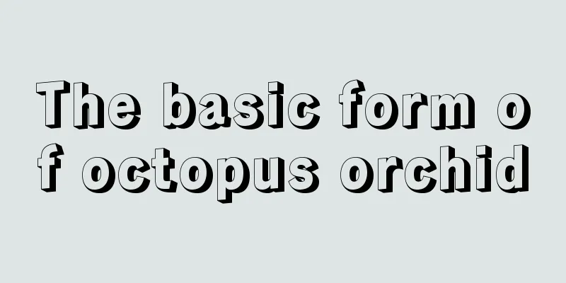 The basic form of octopus orchid