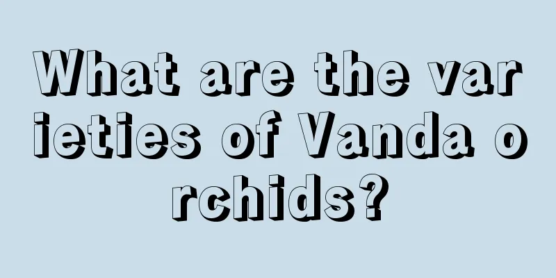 What are the varieties of Vanda orchids?