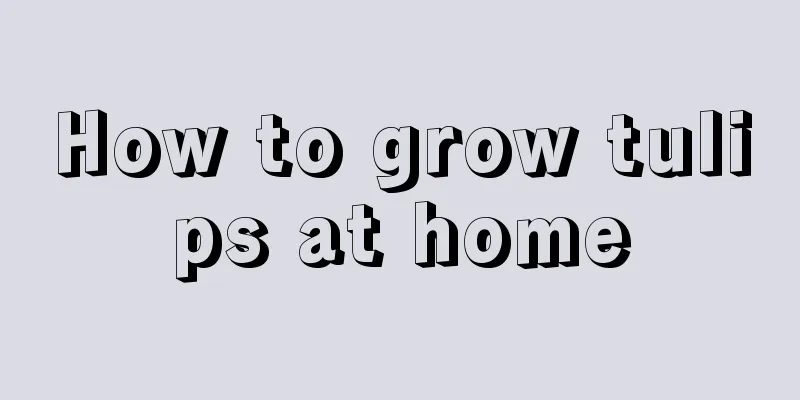 How to grow tulips at home