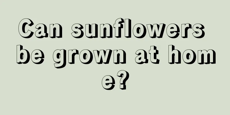 Can sunflowers be grown at home?