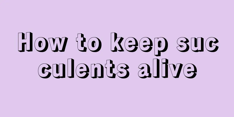 How to keep succulents alive