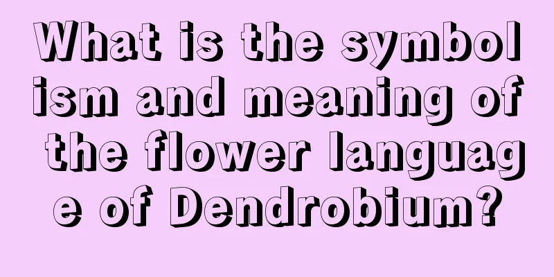 What is the symbolism and meaning of the flower language of Dendrobium?