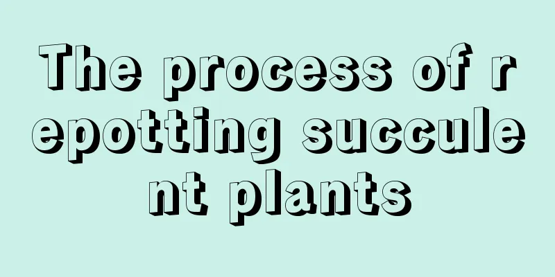 The process of repotting succulent plants