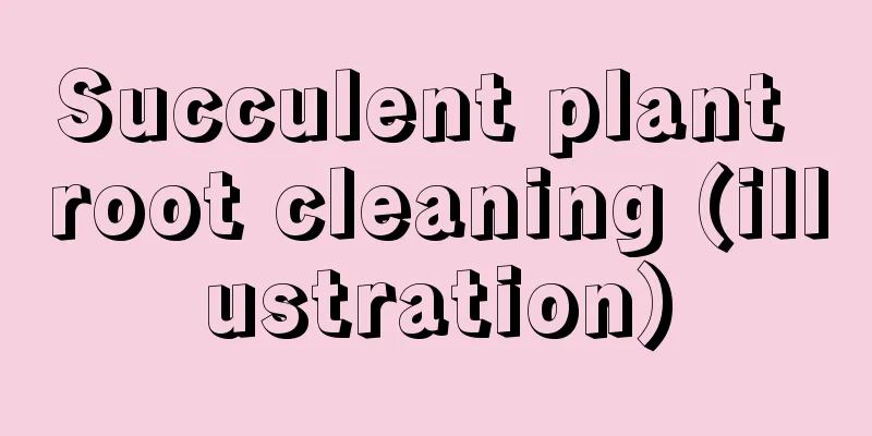 Succulent plant root cleaning (illustration)