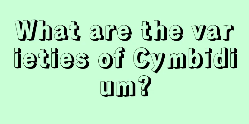 What are the varieties of Cymbidium?