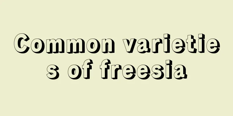 Common varieties of freesia