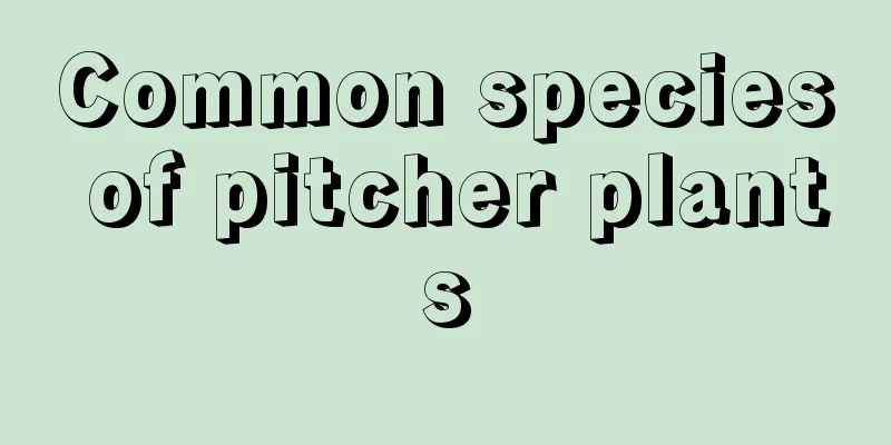 Common species of pitcher plants