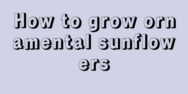 How to grow ornamental sunflowers