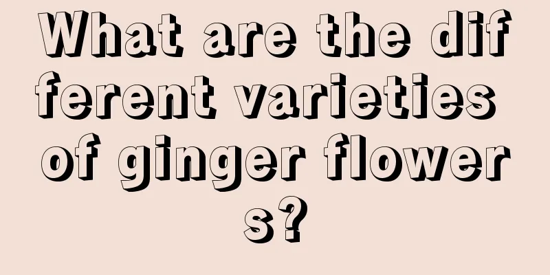 What are the different varieties of ginger flowers?