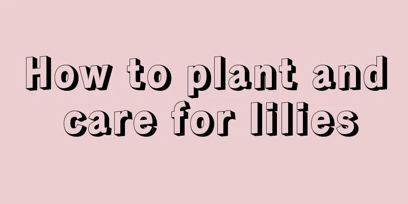 How to plant and care for lilies