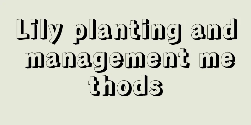 Lily planting and management methods