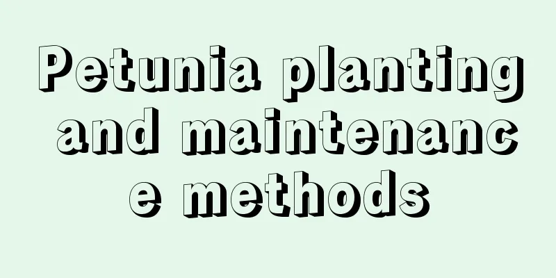 Petunia planting and maintenance methods