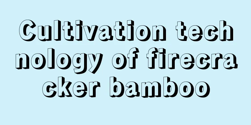 Cultivation technology of firecracker bamboo