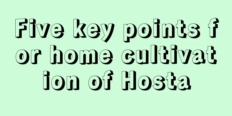 Five key points for home cultivation of Hosta