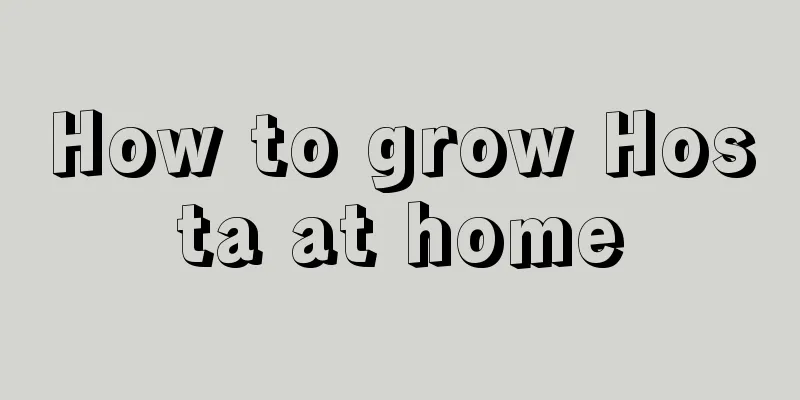 How to grow Hosta at home