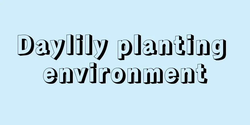 Daylily planting environment