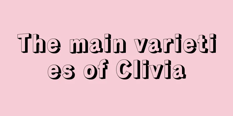 The main varieties of Clivia