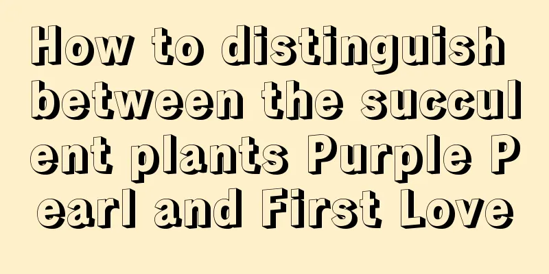 How to distinguish between the succulent plants Purple Pearl and First Love