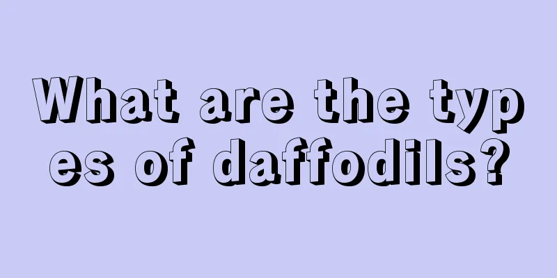 What are the types of daffodils?