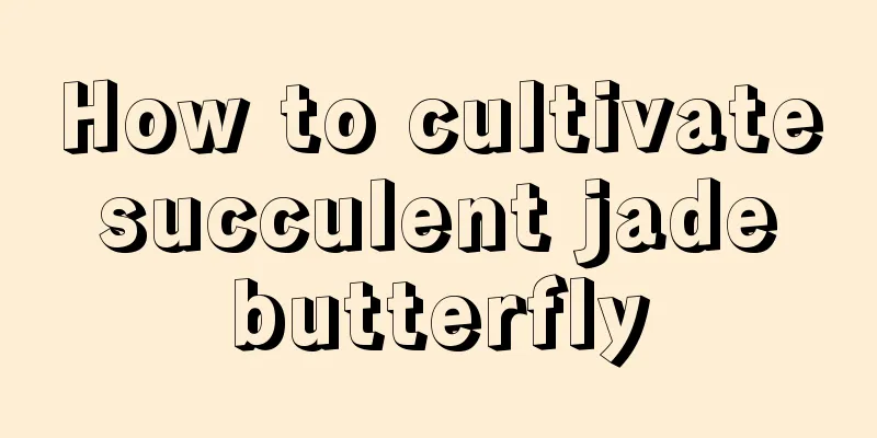 How to cultivate succulent jade butterfly