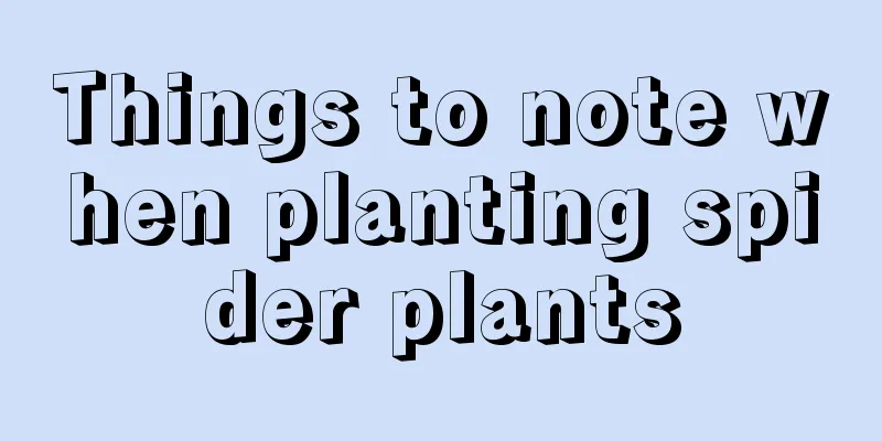 Things to note when planting spider plants