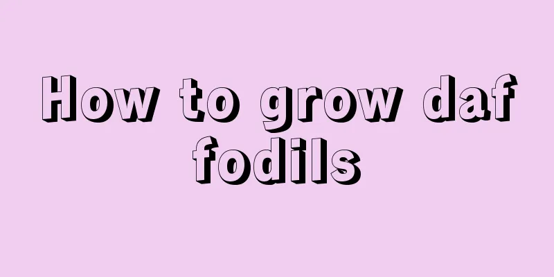 How to grow daffodils