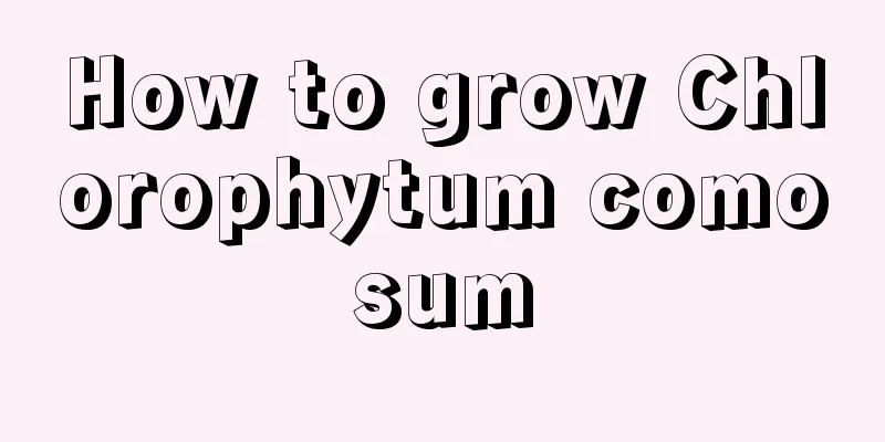 How to grow Chlorophytum comosum