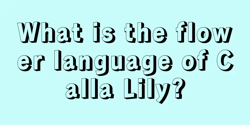 What is the flower language of Calla Lily?