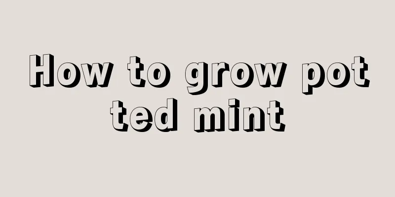 How to grow potted mint