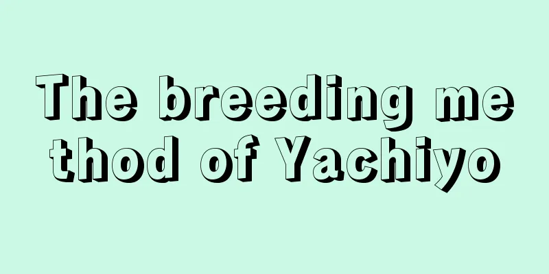 The breeding method of Yachiyo