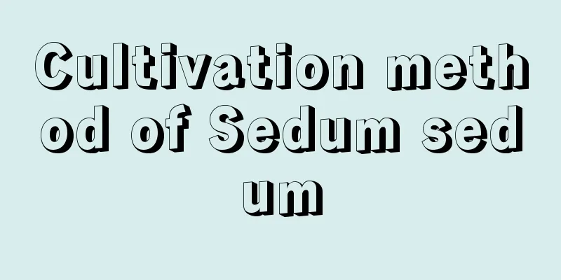 Cultivation method of Sedum sedum