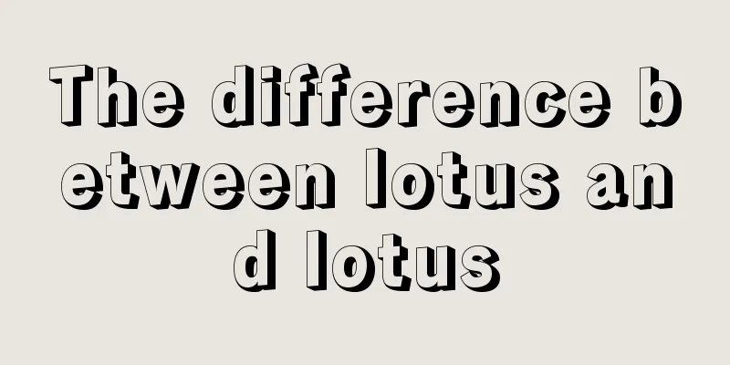 The difference between lotus and lotus