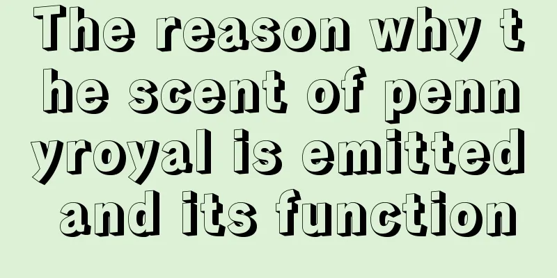 The reason why the scent of pennyroyal is emitted and its function