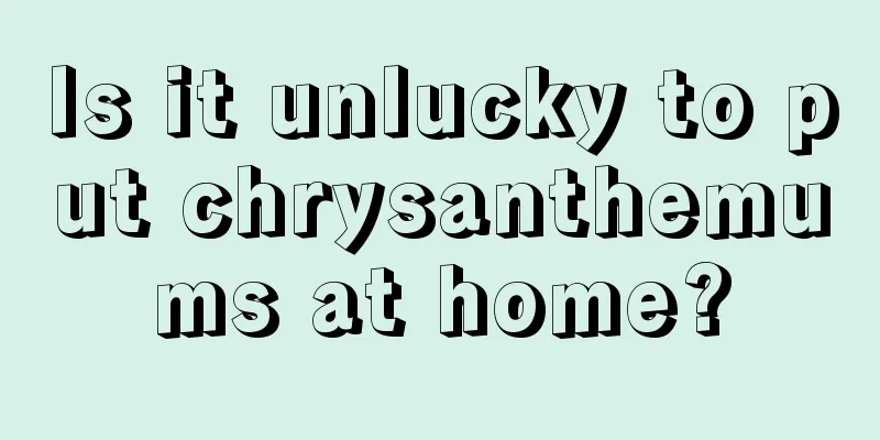 Is it unlucky to put chrysanthemums at home?