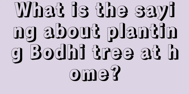 What is the saying about planting Bodhi tree at home?