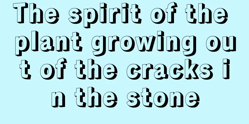 The spirit of the plant growing out of the cracks in the stone