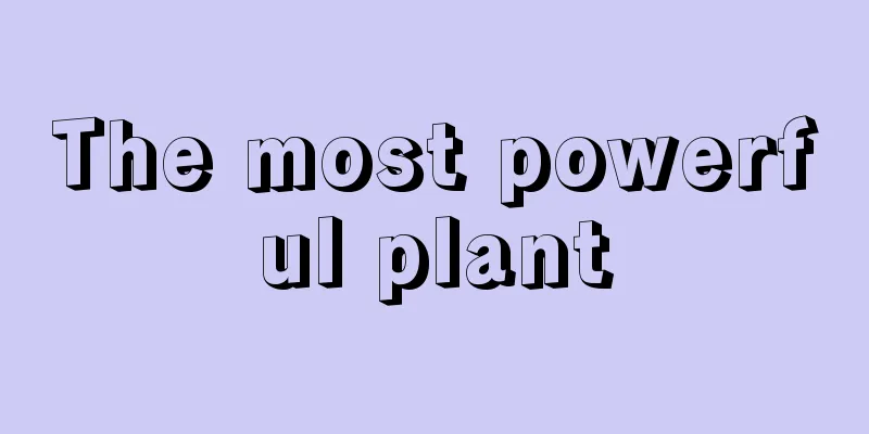 The most powerful plant