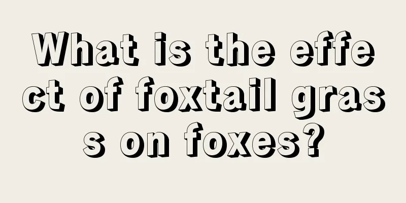 What is the effect of foxtail grass on foxes?