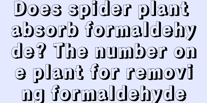 Does spider plant absorb formaldehyde? The number one plant for removing formaldehyde