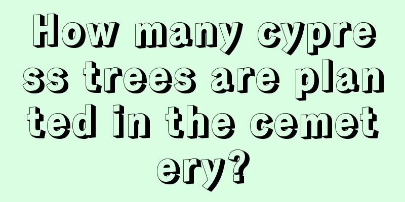 How many cypress trees are planted in the cemetery?